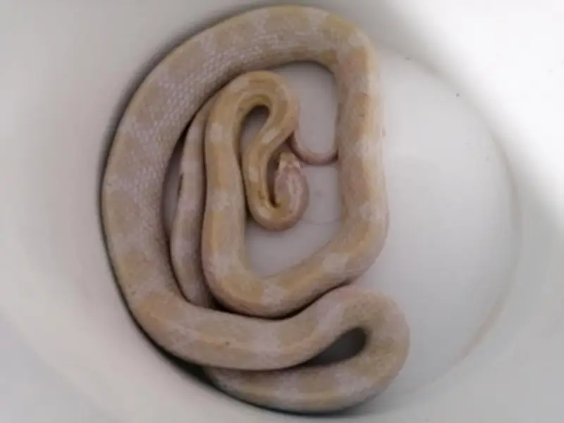 Capture d'un serpent des blés à Bergerac, un cobra toujours recherché à Toulouse