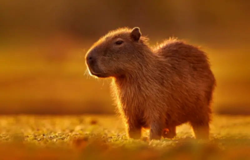 Capybara : le plus grand rongeur du monde, maître de l'apnée