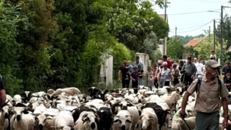 Cardet : un 1er mai entre moutons, partage et convivialité