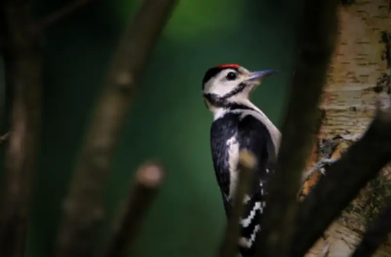 Castillon-Pujols : recensement participatif des pics pour l'Atlas de la biodiversité