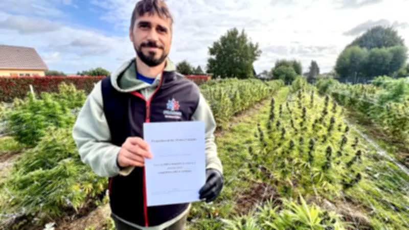 CBD dans l'Eure : un producteur dénonce une interdiction qui met la filière en danger