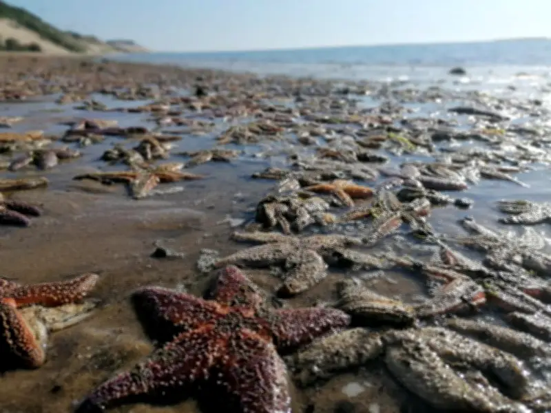 Échouage massif d'étoiles de mer sur les plages du bassin d'Arcachon