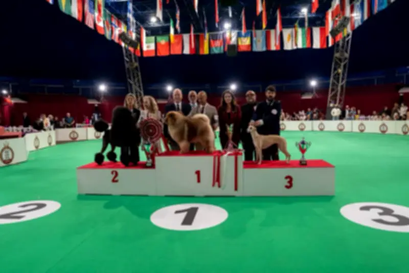 Chow-chow Notorious Star Bach remporte l'Exposition canine de Monaco 2026