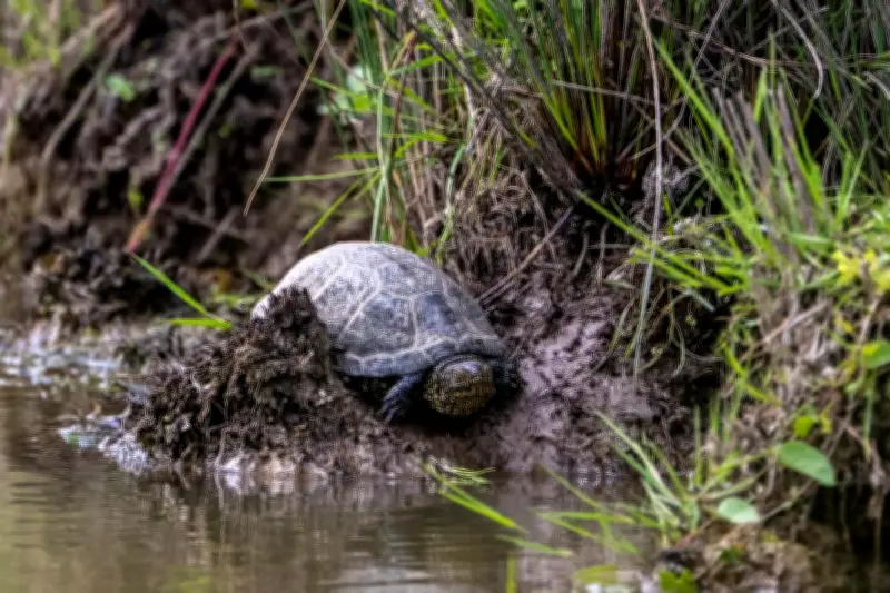 Cistude d'Europe : notre photographe capture la rare tortue d'eau douce