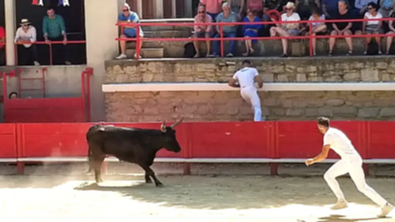 Club Taurin beaucairois : deux événements camarguais en mai
