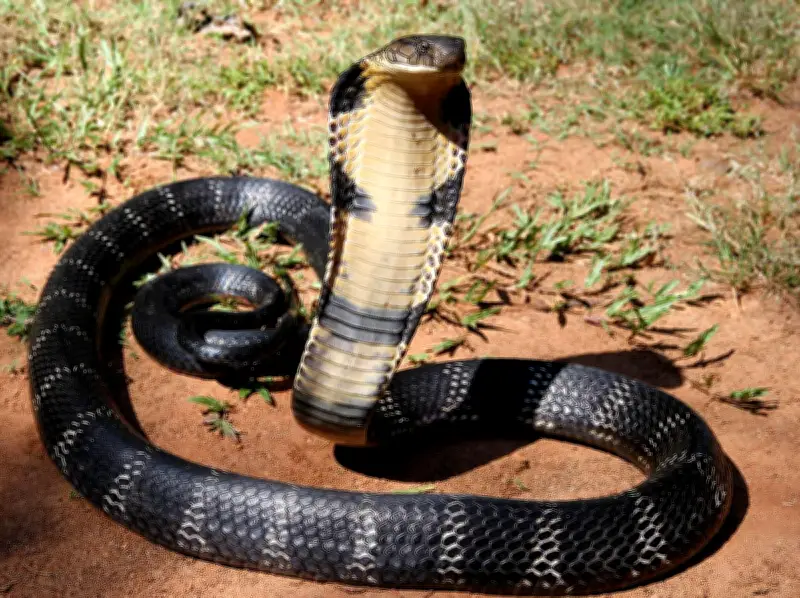Cobra en liberté à Castelginest : collège et parcs fermés par précaution