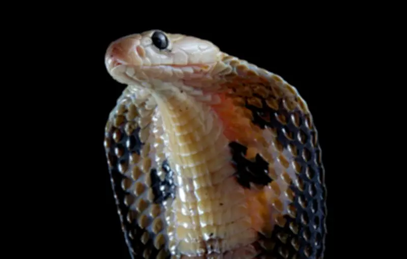 Cobra à lunettes en fuite à Castelginest : où en est la traque ?