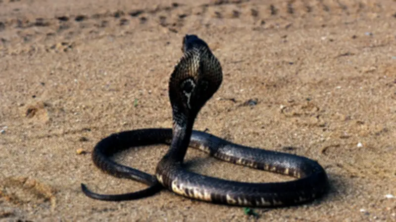 Cobra à lunettes en liberté en Occitanie : où en sont les recherches ?
