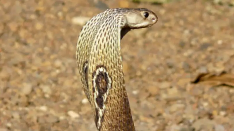 Cobra à lunettes en Occitanie : quel danger mortel pour l'homme ?