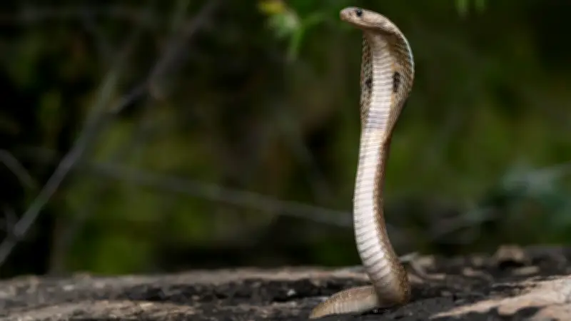 Cobra venimeux en fuite en Occitanie : les autorités en alerte