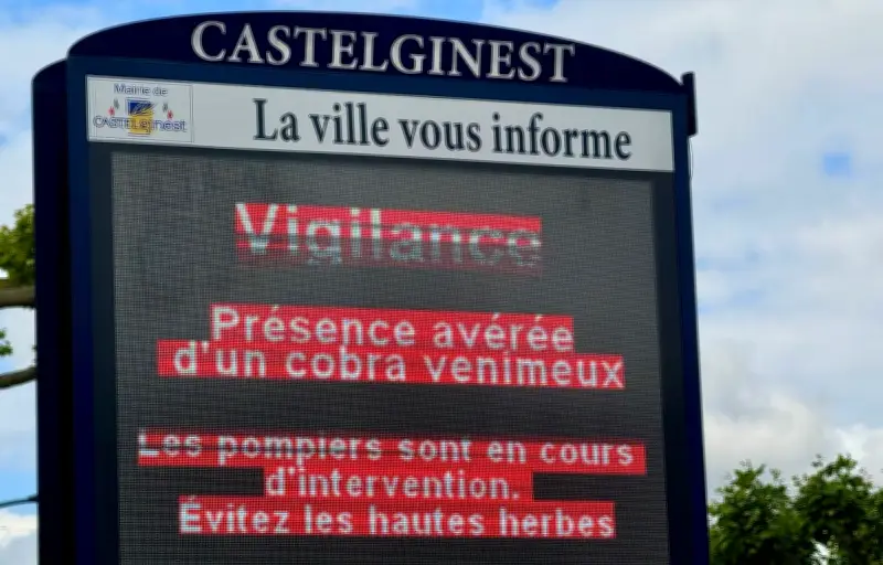 Cobra venimeux en liberté à Castelginest : la vie continue malgré la peur