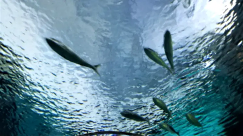 Cocaïne dans les eaux : les poissons perdent le nord