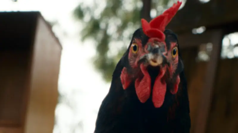 « Cocotte » : un film hilarant et engagé avec une poule en star