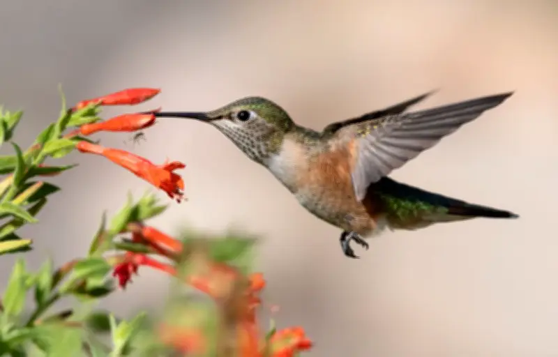 Colibris : le sucre, carburant vital pour leur métabolisme unique