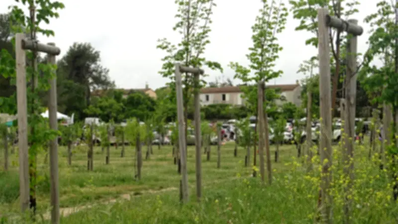 Colère à Courbessac après la plantation d'arbres sur l'ancien terrain de foot