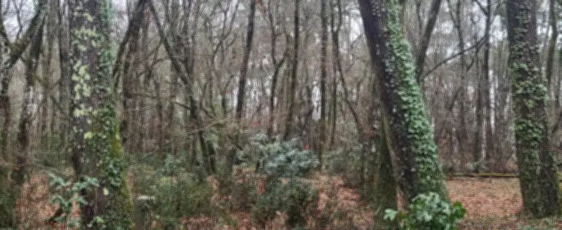 Contes de forêt et kamishibaï à la médiathèque Jean-Cocteau