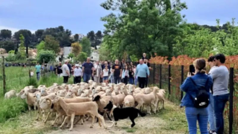 Écopâturage à Jacou : accueil des agnelles samedi 9 mai