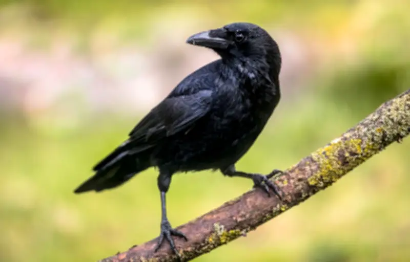 Corneilles : des oiseaux bricoleurs à l'intelligence surprenante