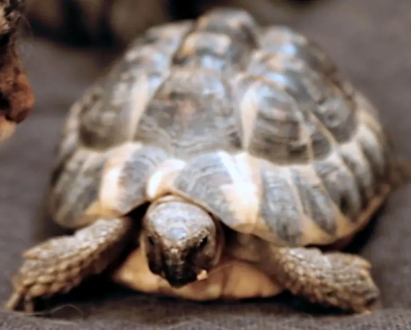 Couple béarnais condamné pour trafic illégal de tortues protégées