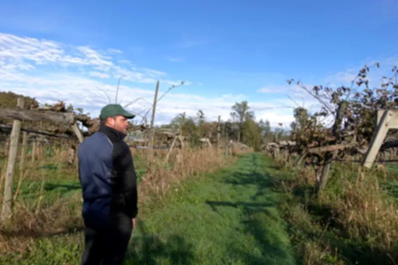 Crime des kiwis au Béarn : producteurs en quête de solutions face au dépérissement