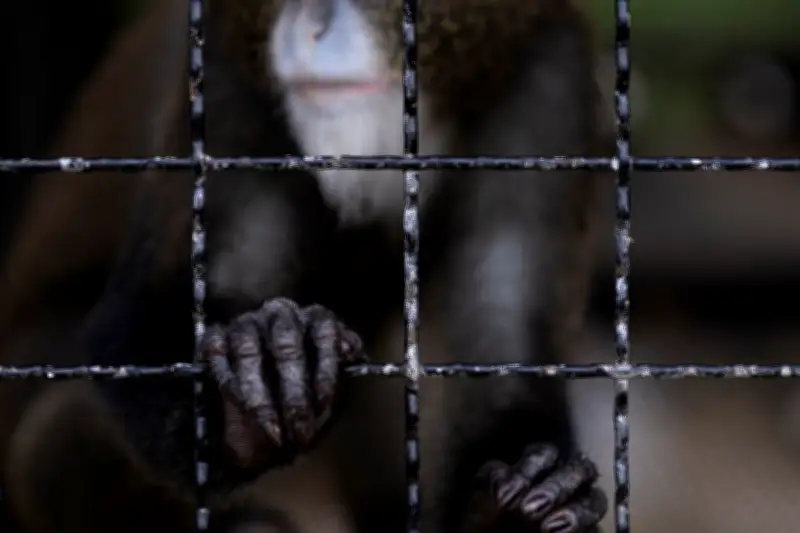 Criminaliser les vidéos de torture d'animaux sauvages : l'appel urgent