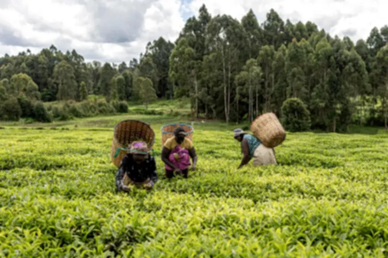 Crise des engrais en Afrique : les agriculteurs face aux incertitudes