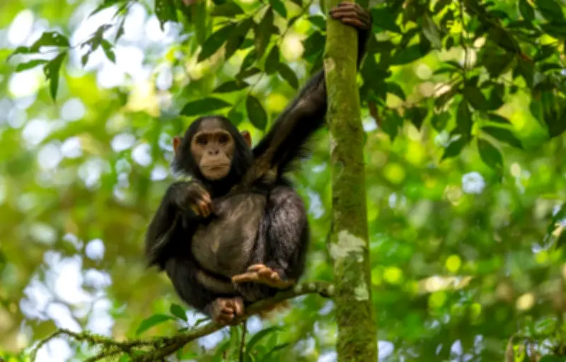 Dans la nature, tricher pour survivre : stratégies évolutives