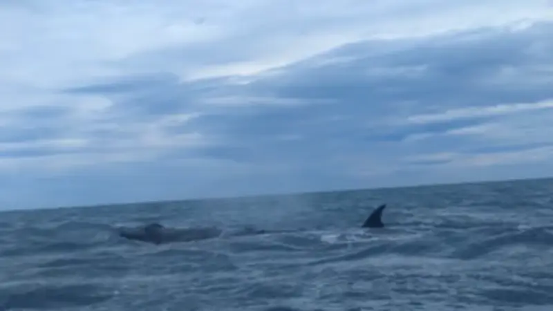 Dans l'Aude, une baleine aperçue à 300 m de la plage de Saint-Pierre-la-Mer