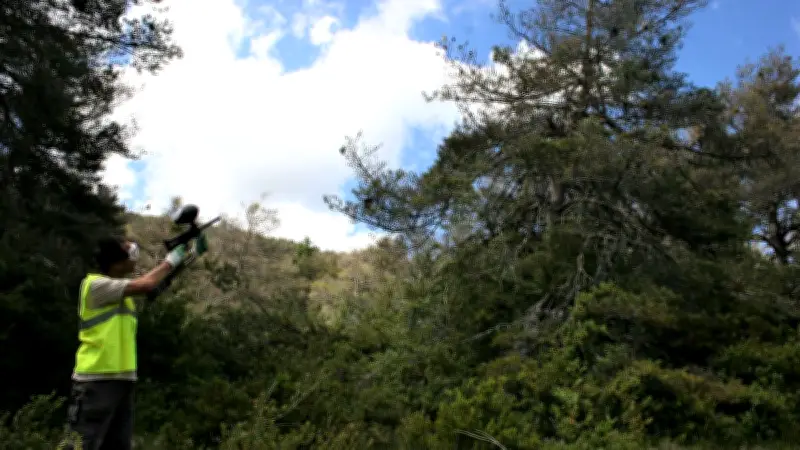 Dans le golfe de Saint-Tropez, le paintball pour lutter contre les chenilles processionnaires