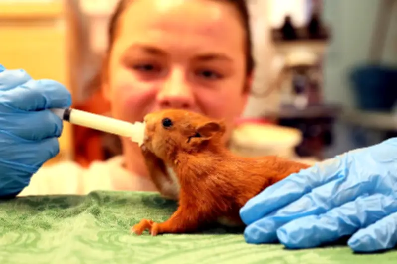 Dans les coulisses de l'hôpital pour animaux sauvages de Saint-Cézaire