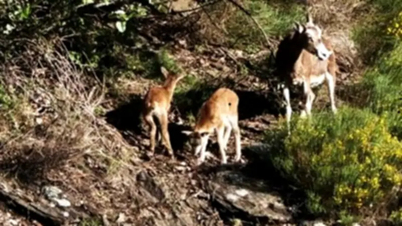 Dans les Cévennes, la vie secrète du mouflon dévoilée