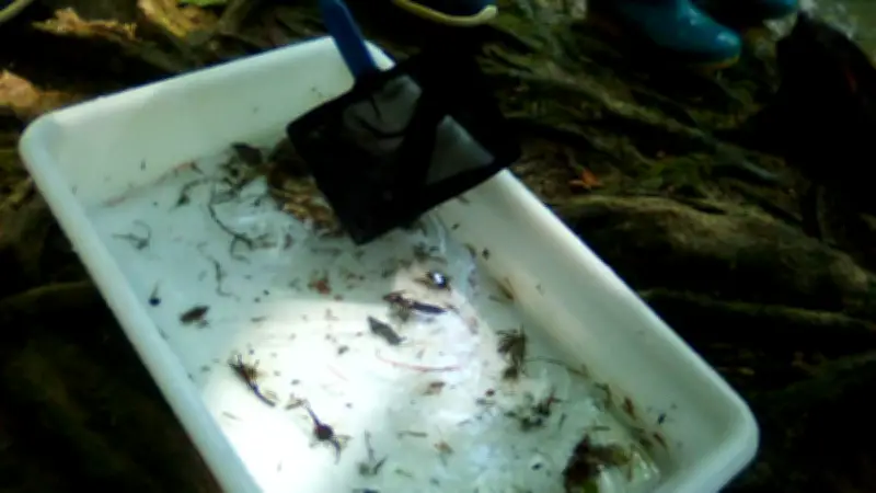 Découverte de la biodiversité du Lez à l'épuisette avec les enfants