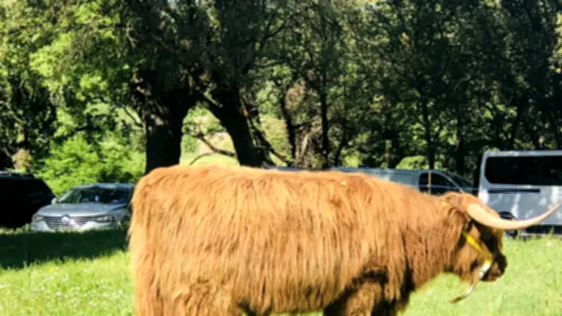 Découverte des vaches Highlands à Puechredon : une race fascinante