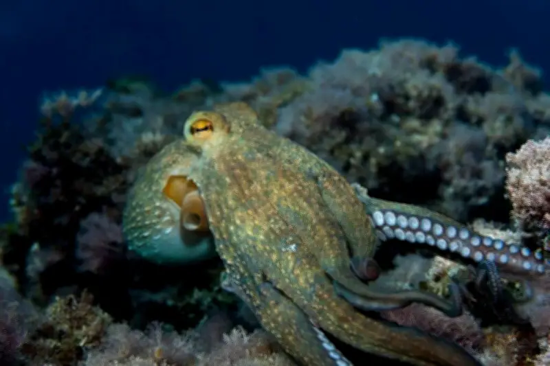 Découverte d'un poulpe bleu aux Galapagos : une nouvelle espèce