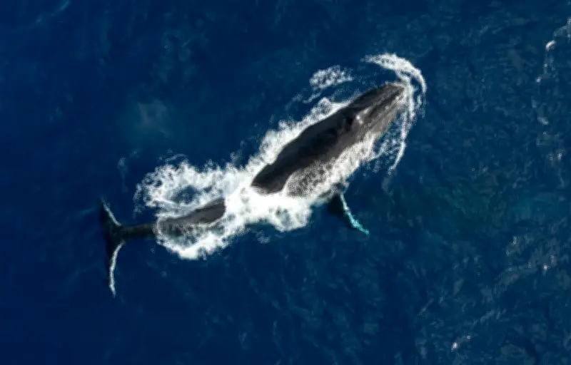 Des baleines à bosse battent des records de migration entre Australie et Brésil