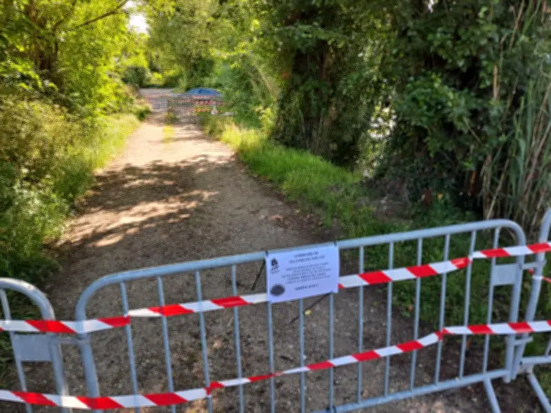 Des cygnes nidifient sur les bords du Lot à Villeneuve-sur-Lot