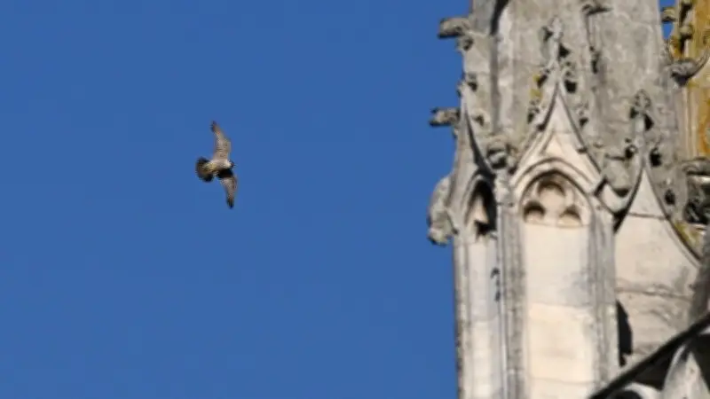 Des faucons pèlerins s'installent à la cathédrale d'Évreux pour chasser les pigeons