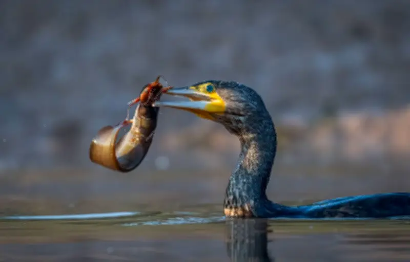 Des pays de l'UE réclament une réduction des grands cormorans