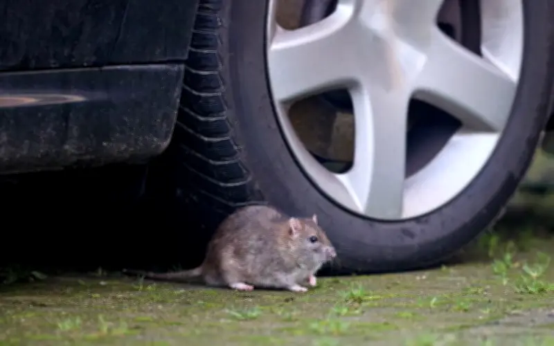 Des rats grignotent les câbles des voitures à Marseille et Paris