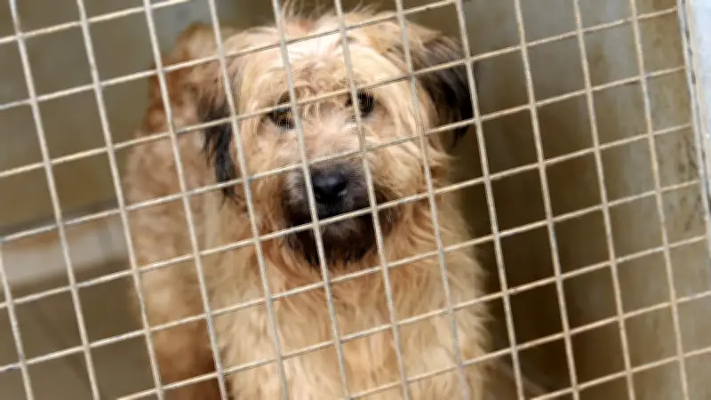 Deux chiens et un chat abandonnés à Sumène, un chien euthanasié