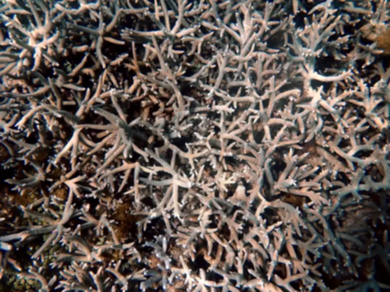 El Niño 2026 : menace de blanchissement massif des coraux