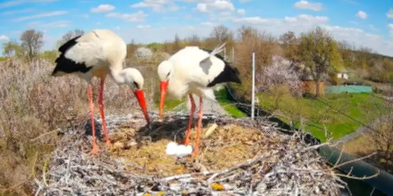 En Ukraine, un couple de cigognes passionne les foules