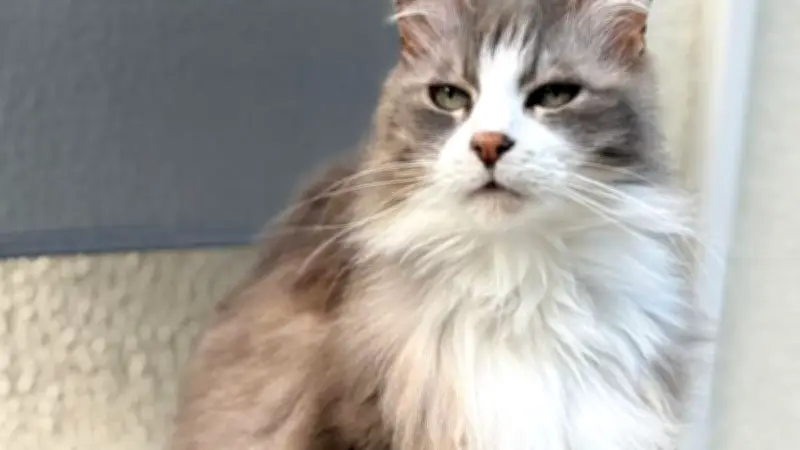 Essonne : chatte décapitée à Saint-Michel-sur-Orge, une famille sous le choc