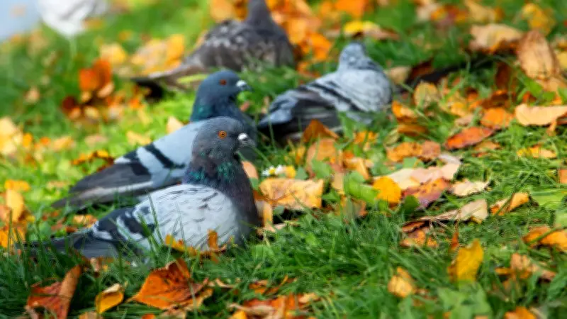 Excédé par le bruit, un homme tire à la carabine sur les pigeons de sa voisine à Avignon