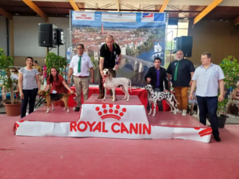 Exposition canine internationale à Villeneuve-sur-Lot : le griffon khortal à l'honneur