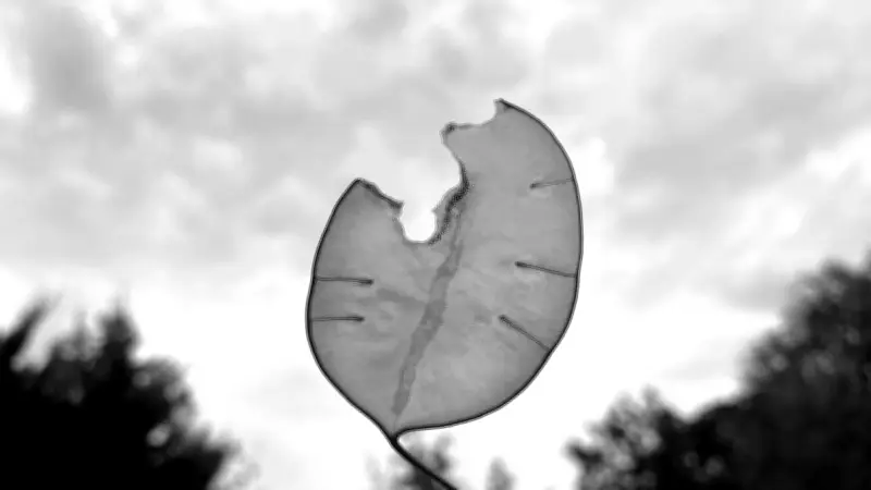 Exposition "Le silence de la lumière" à Allègre-les-Fumades : deux artistes célèbrent la photographie