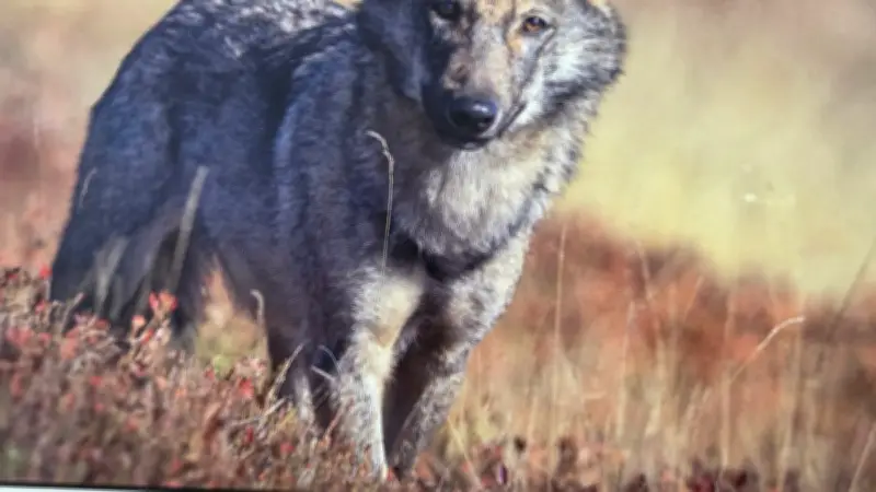 Exposition photo : Bruno Grindel dévoile l'intimité de la vie sauvage en Lozère
