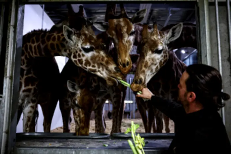 Faut-il fermer les zoos ? Plaidoyer pour des parcs animaliers repensés