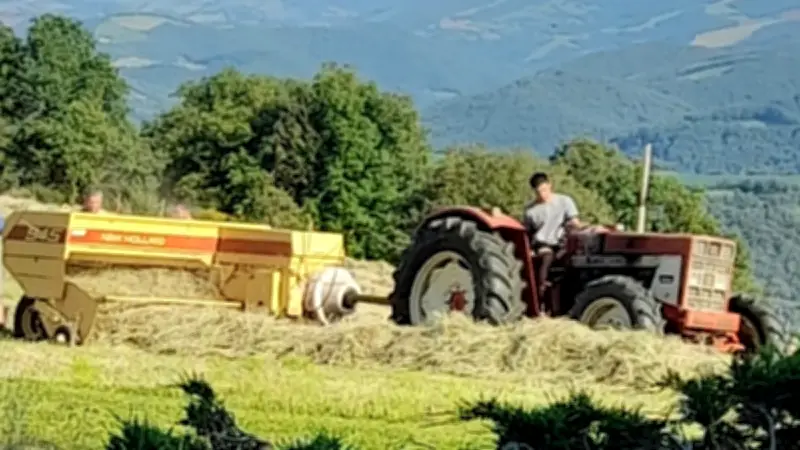 Fenaison dans l'Aveyron : retour aux petites bottes de foin
