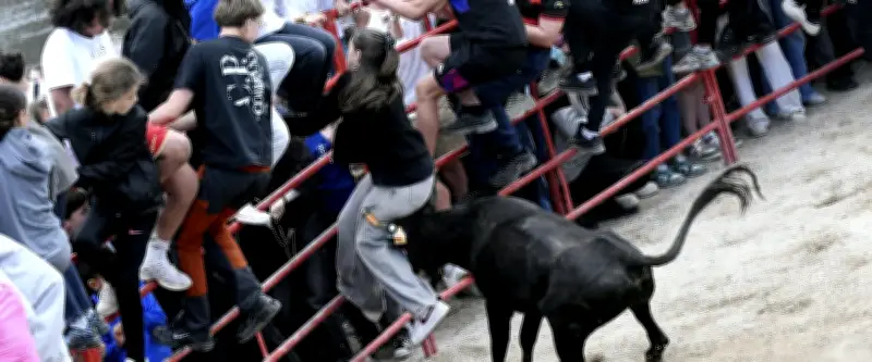Feria d'Alès : des centaines de jeunes affrontent les vachettes de Tommy Maire